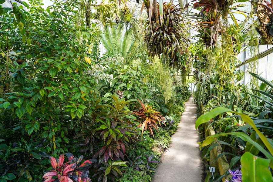 A picture of the greenhouse in the botanical garden in Göttingen